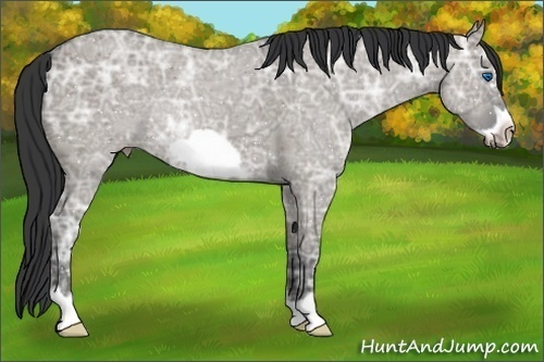 Horse Color:Grullo Ice Roan Frame