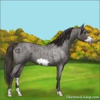 Horse Color:Smoky Blue Roan Frame 