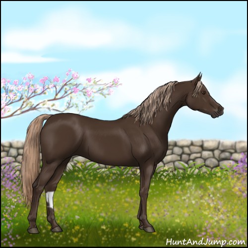 Horse Color:Liver Chestnut Rabicano 