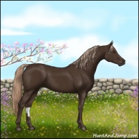 Horse Color:Liver Chestnut Rabicano 
