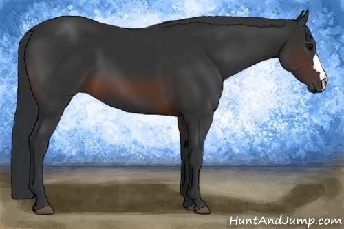 Horse Color:Brown 