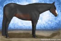Horse Color:Brown 