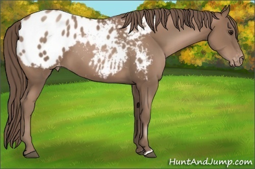 Horse Color:Black Pearl Appaloosa 