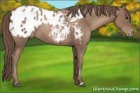 Horse Color:Black Pearl Appaloosa 