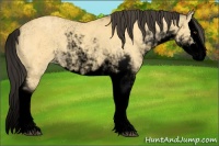 Horse Color:Void Buckskin Dun Sabino Splash 