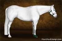 Horse Color:Gray Liver Red Roan Splash 