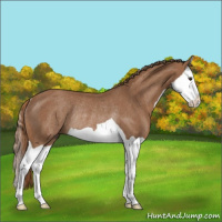 Horse Color:Chestnut Splash Rabicano 