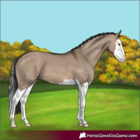 Horse Color:Brown Dun Splash