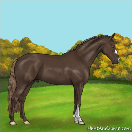 Horse Color:Liver Chestnut 