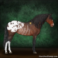 Horse Color:Bay Appaloosa Rabicano 