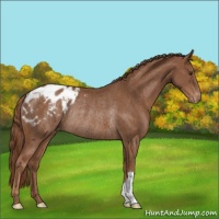 Horse Color:Chestnut Blanket Rabicano 