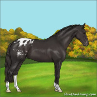 Horse Color:Smoky Black Varnish 
