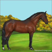 Horse Color:Brown 