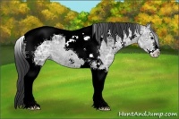 Horse Color:Black Ice Sabino Tobiano 