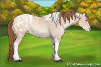 Horse Color:Liver Chestnut Ice Pearl Sabino Tobiano Appaloosa 