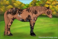 Horse Color:ERROR: UNKNOWN ANOMALY