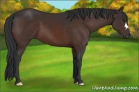Horse Color:Brown 