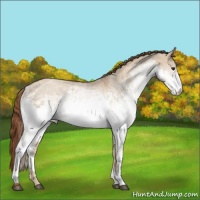 Horse Color:White Spotted Red Dun 