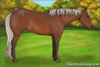 Horse Color:Silver Bay  and Silver Bay 