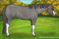 Horse Color:Grullo Varnish