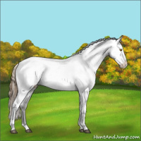 Horse Color:Smoky Black Sabino Varnish 