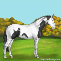 Horse Color:Black Splash Tobiano 