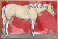 Horse Color:Gray Silver Amber Cream Champagne Roan Dun Splash Tobiano Frame Appaloosa Rabicano 