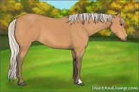 Horse Color:Silver Bay 