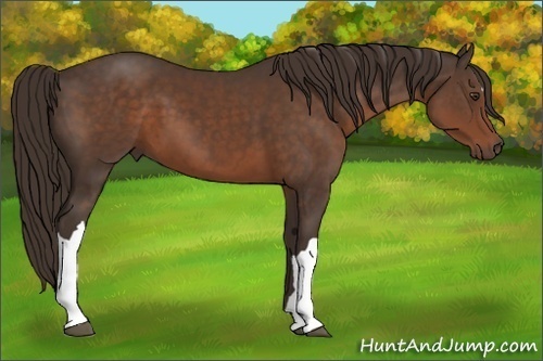 Horse Color:Liver Chestnut 