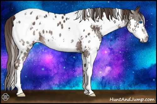 Horse Color:White Spotted Liver Chestnut Splash Appaloosa Rabicano