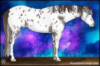 Horse Color:White Spotted Liver Chestnut Splash Appaloosa Rabicano 