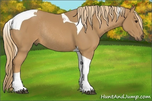 Horse Color:Chestnut Tobiano Rabicano 