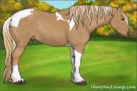 Horse Color:Chestnut Tobiano Rabicano 