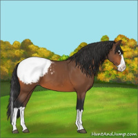 Horse Color:Bay Splash Snowcap 