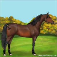 Horse Color:Void Bay Roan 