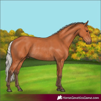 Horse Color:Silver Bay Rabicano