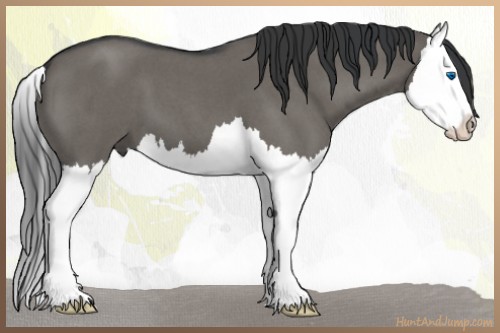 Horse Color:Grullo Roan Splash 