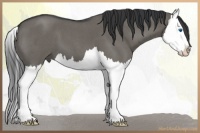 Horse Color:Grullo Roan Splash 
