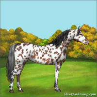 Horse Color:Bay Leopard 