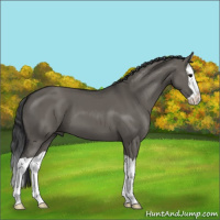 Horse Color:Grullo Splash 