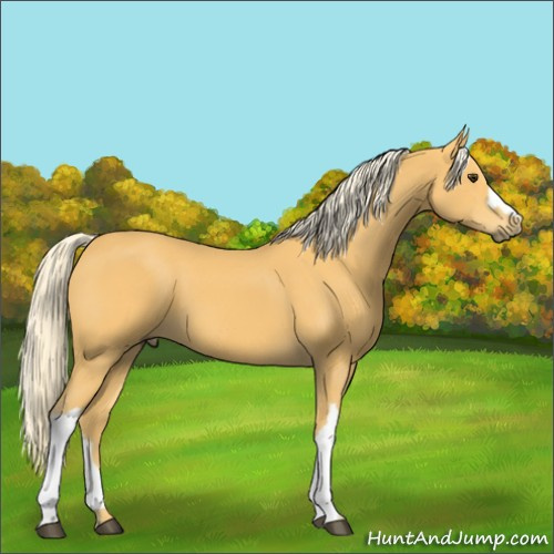 Horse Color:Palomino