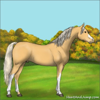 Horse Color:Palomino