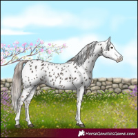 Horse Color:Liver Chestnut Leopard 