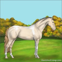 Horse Color:Gold Champagne Roan Dun Splash Tobiano Frame Appaloosa Rabicano 