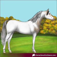 Horse Color:Brown Dun Splash Tobiano Frame