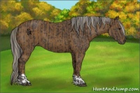 Horse Color:Smoky Black  and Chocolate Palomino 
