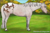 Horse Color:Silver Brown Appaloosa 
