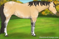 Horse Color:Buckskin Ice Tobiano 