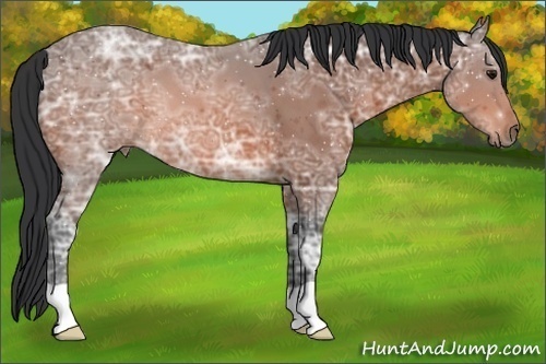 Horse Color:Bay Ice 