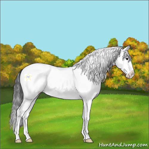Horse Color:White Spotted Blue Roan Splash 